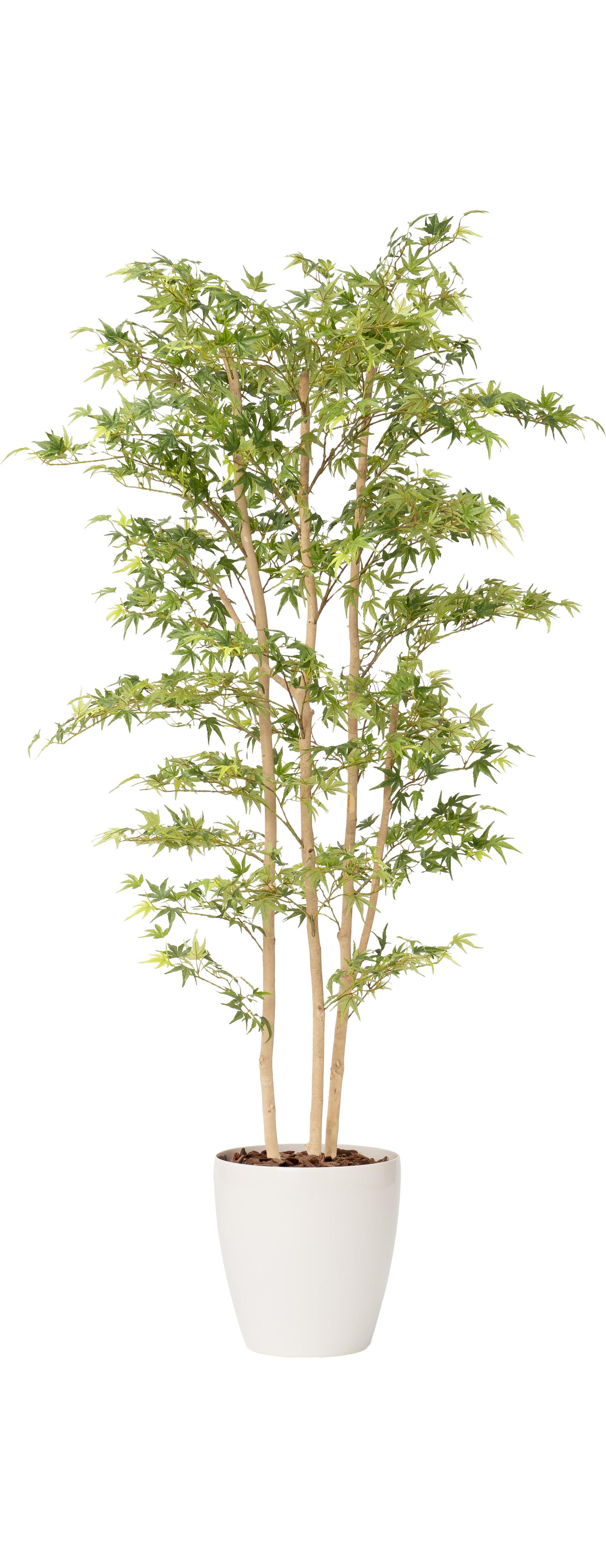 モミジＧ３本立