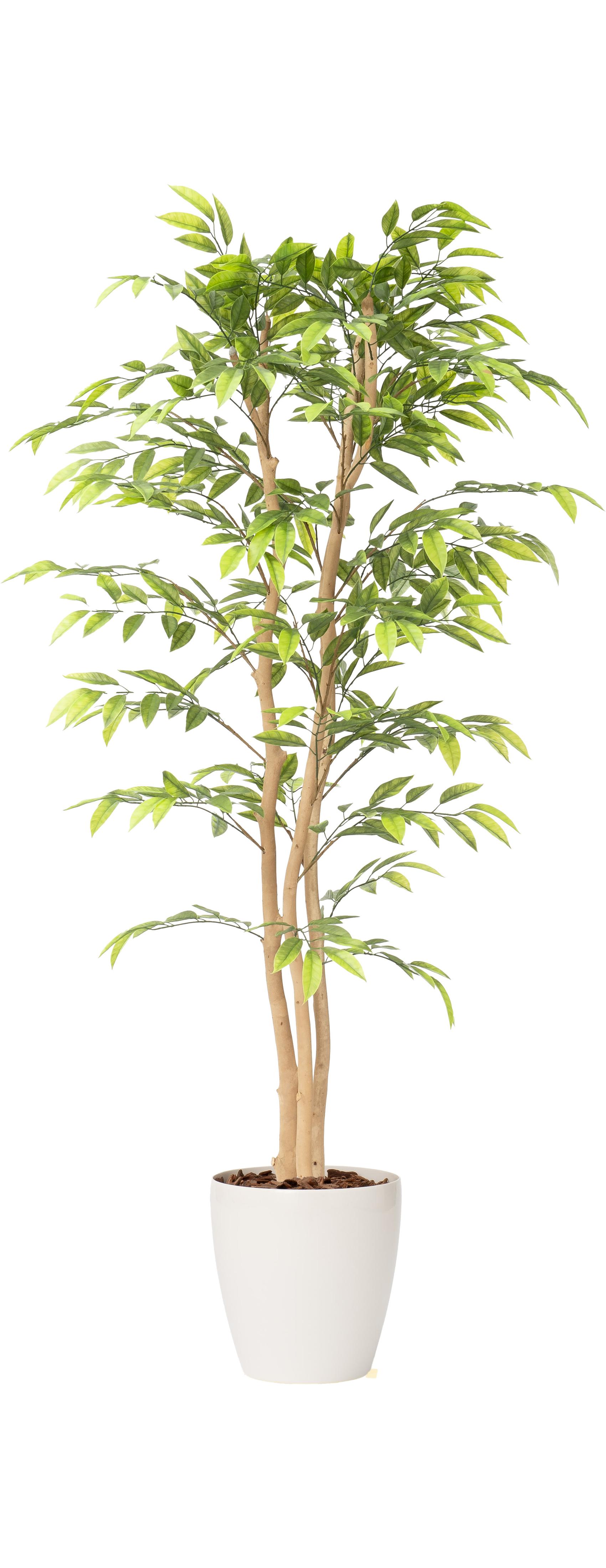 マウンテンフィカス３本立