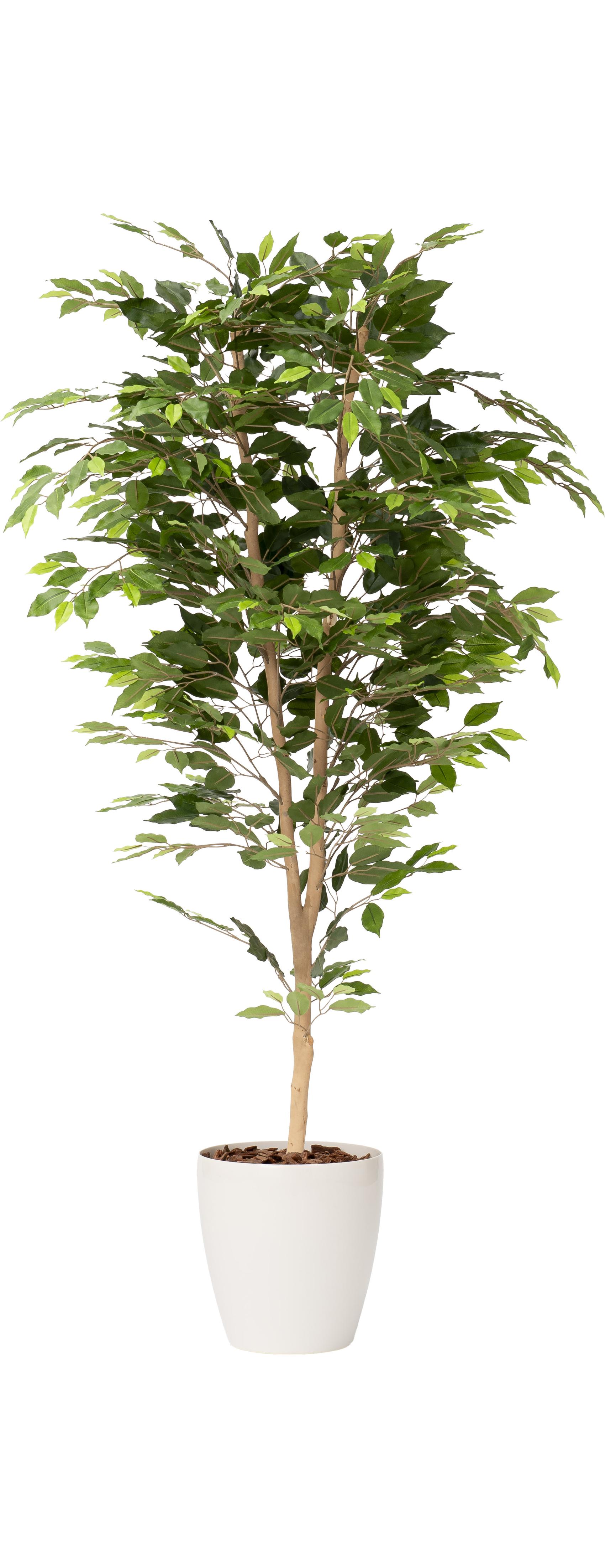 ファットフィカス１本立