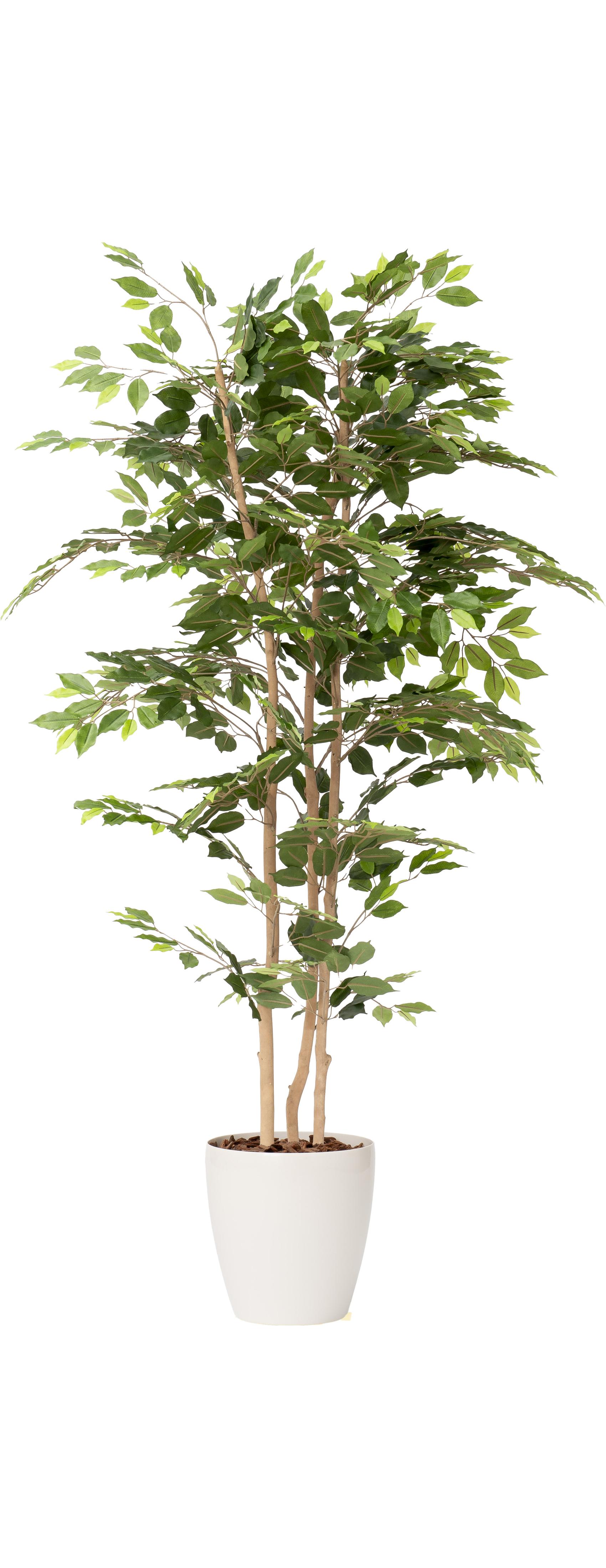 ファットフィカス３本立