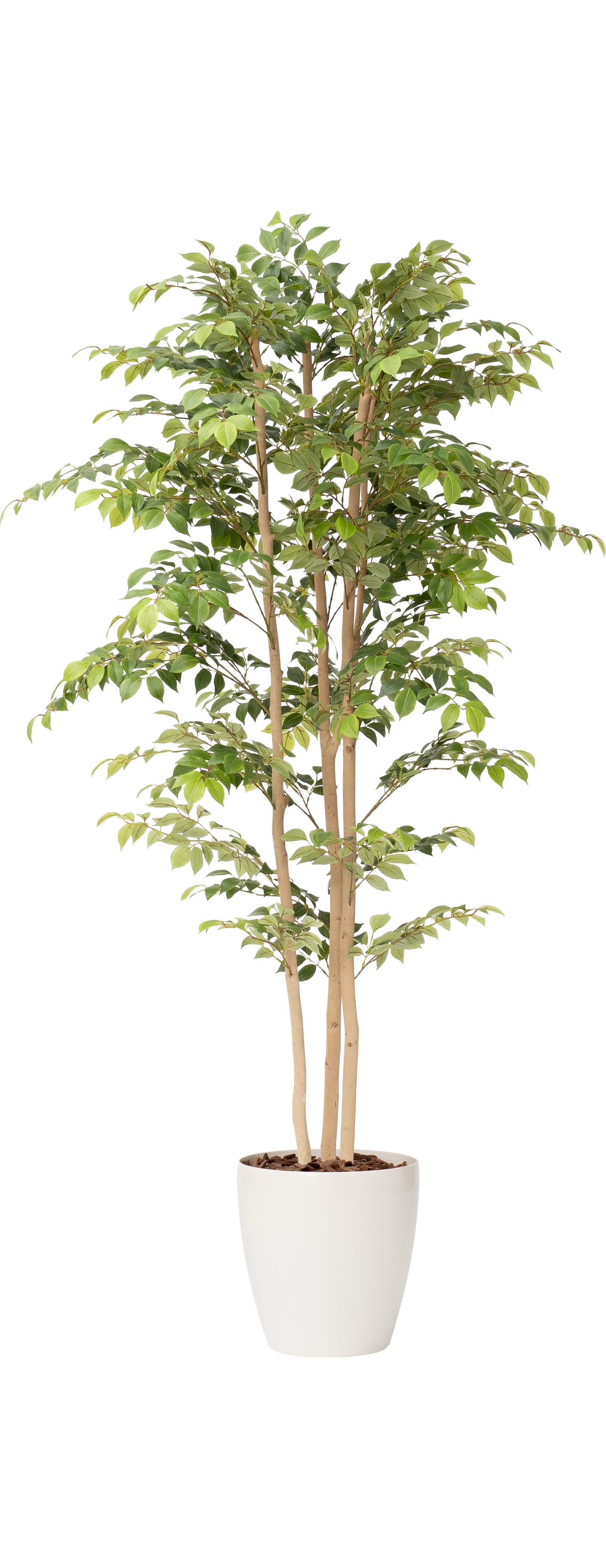 マウンテンアッシュ３本立