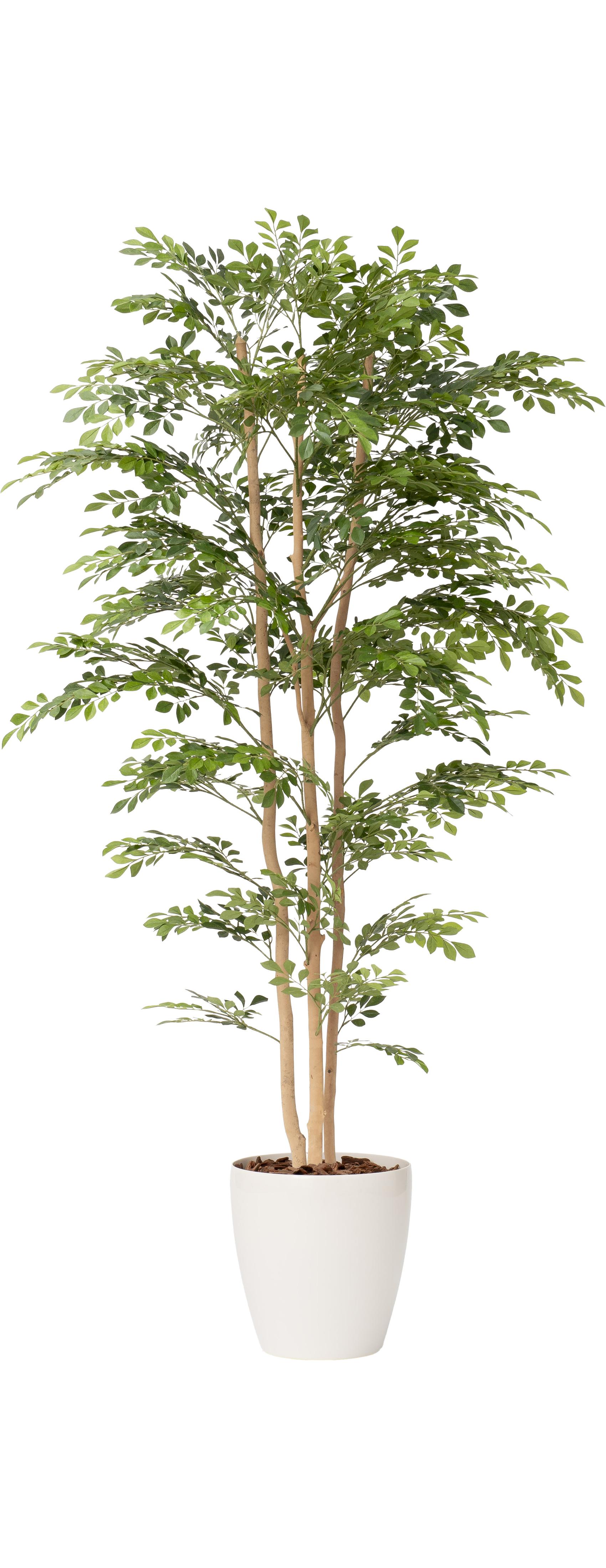 トネリコ３本立