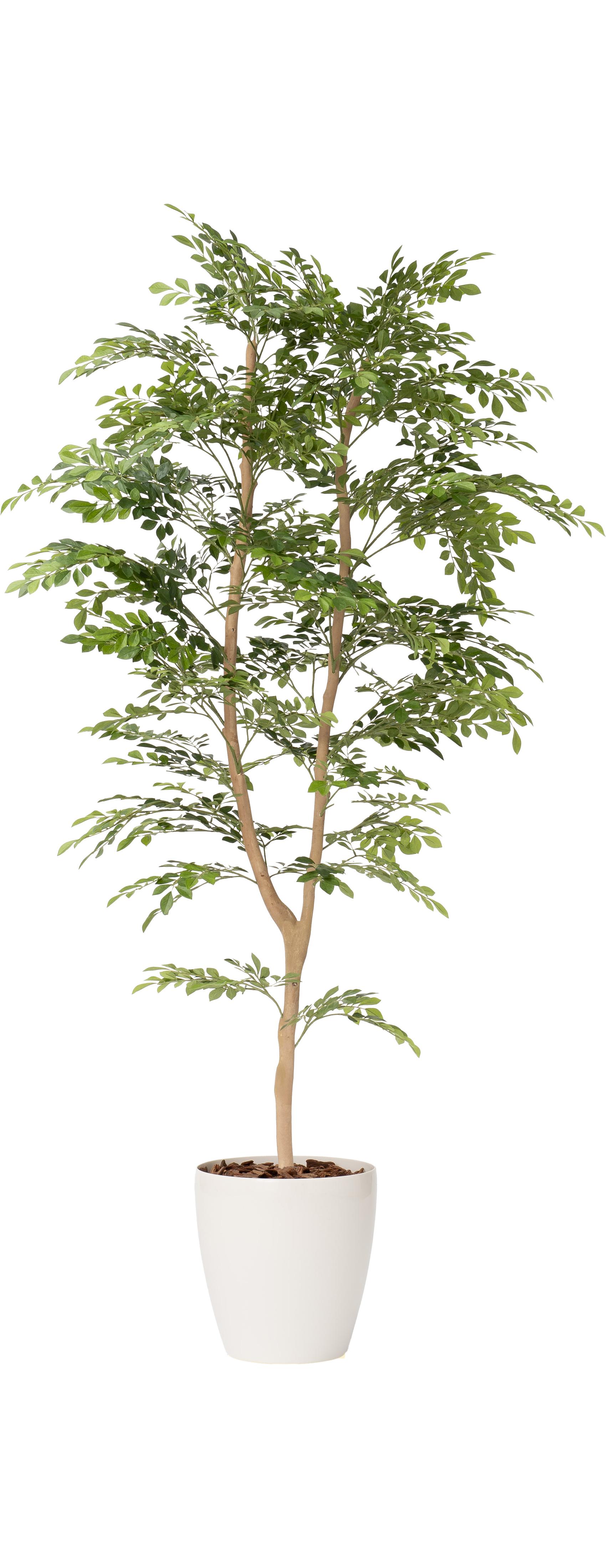 トネリコ１本立