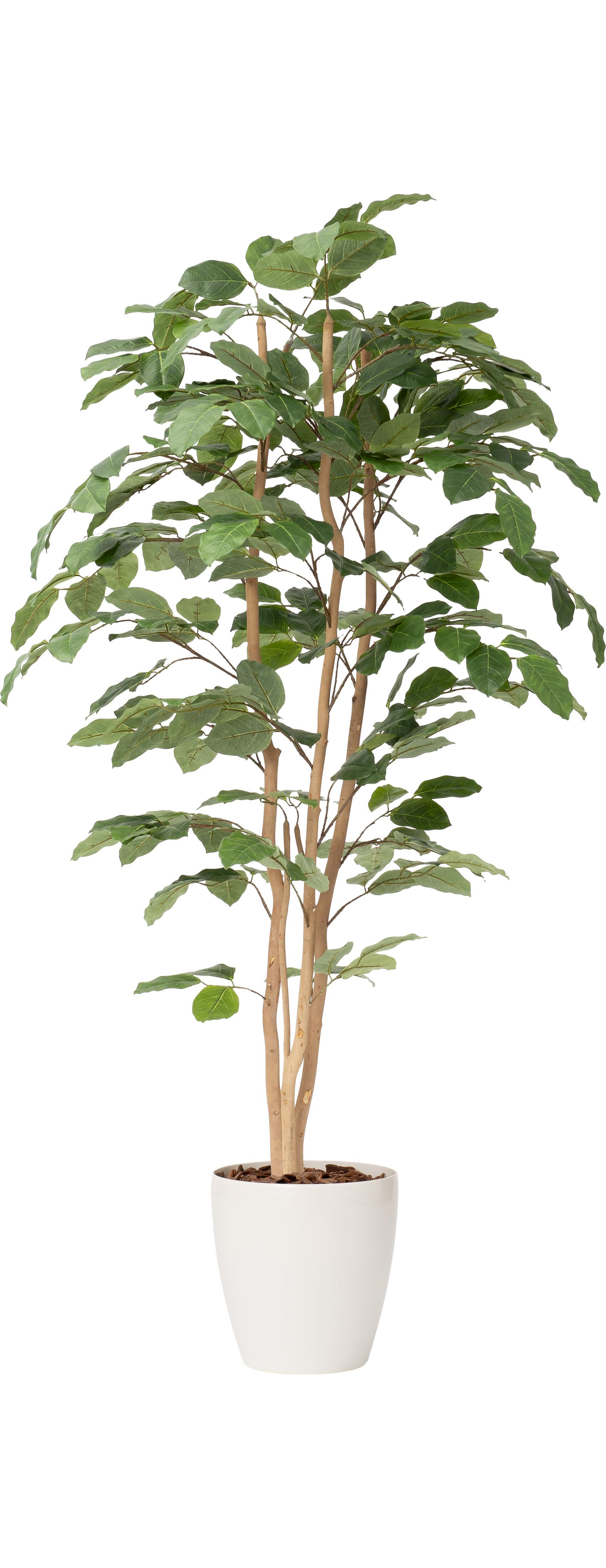 ボダイジュ３本立