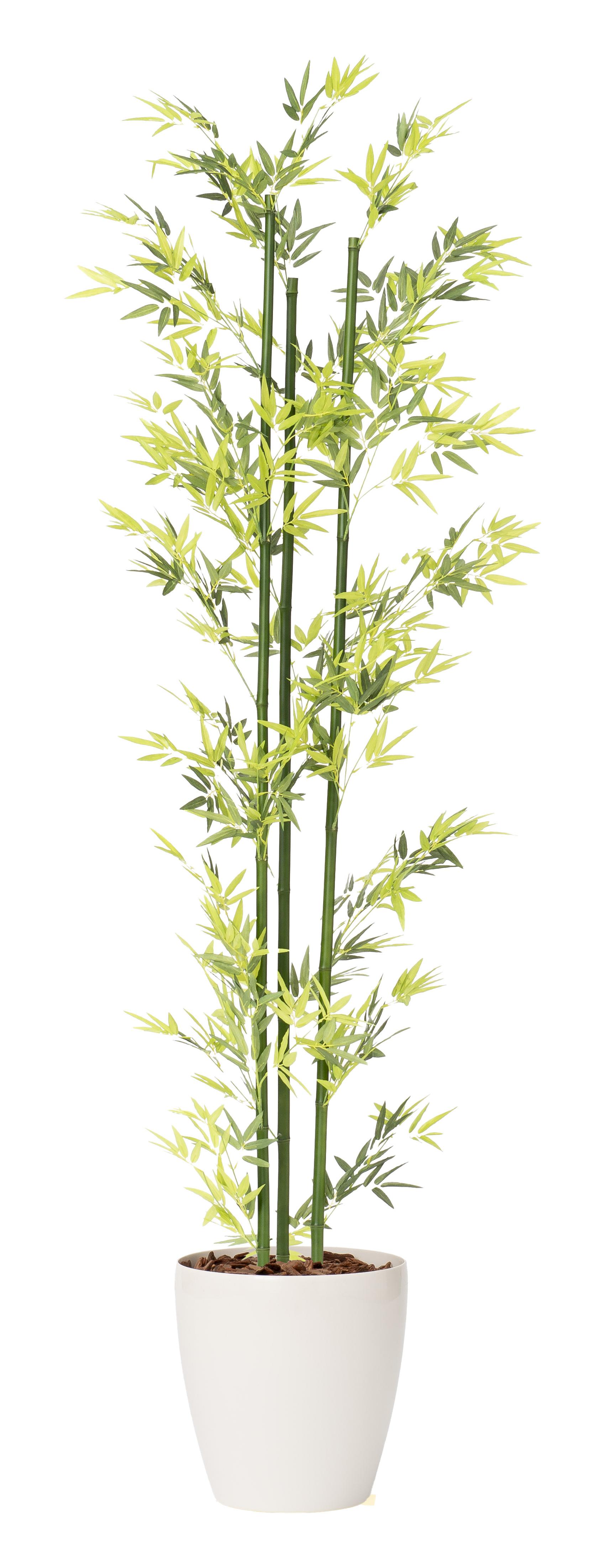 バンブー３本立