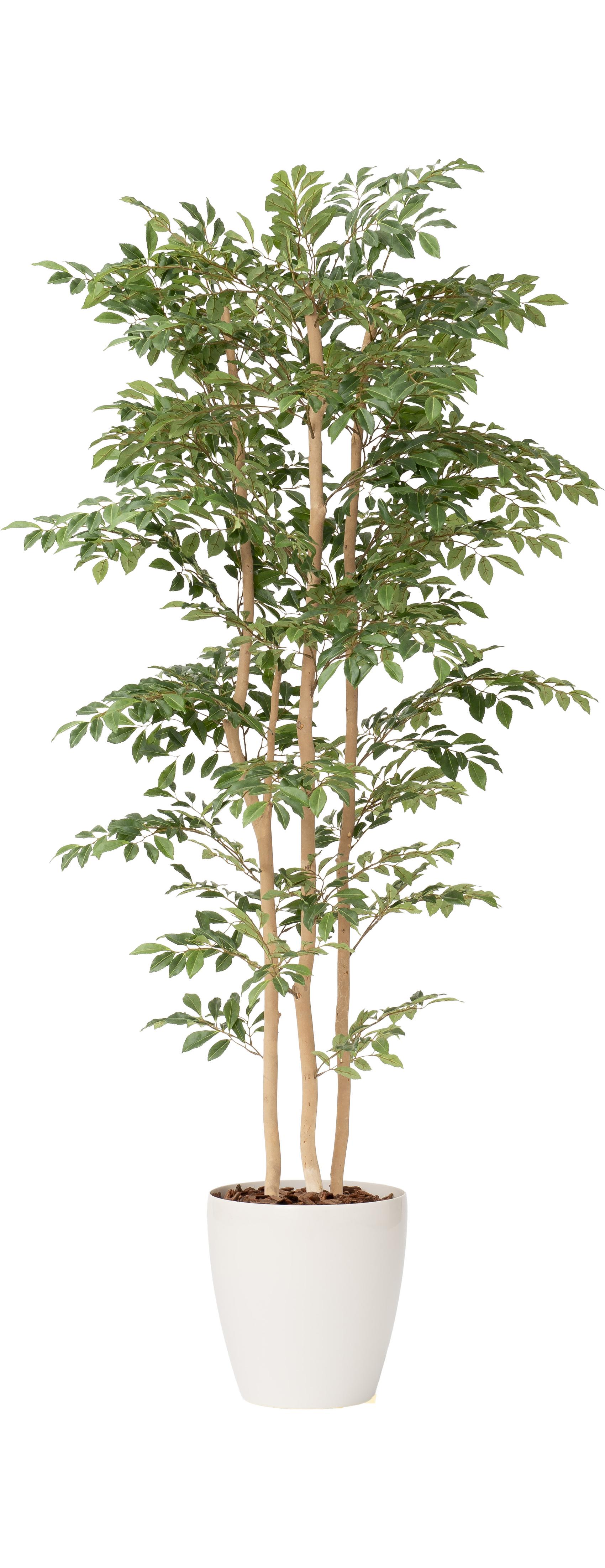 ハナシバ３本立