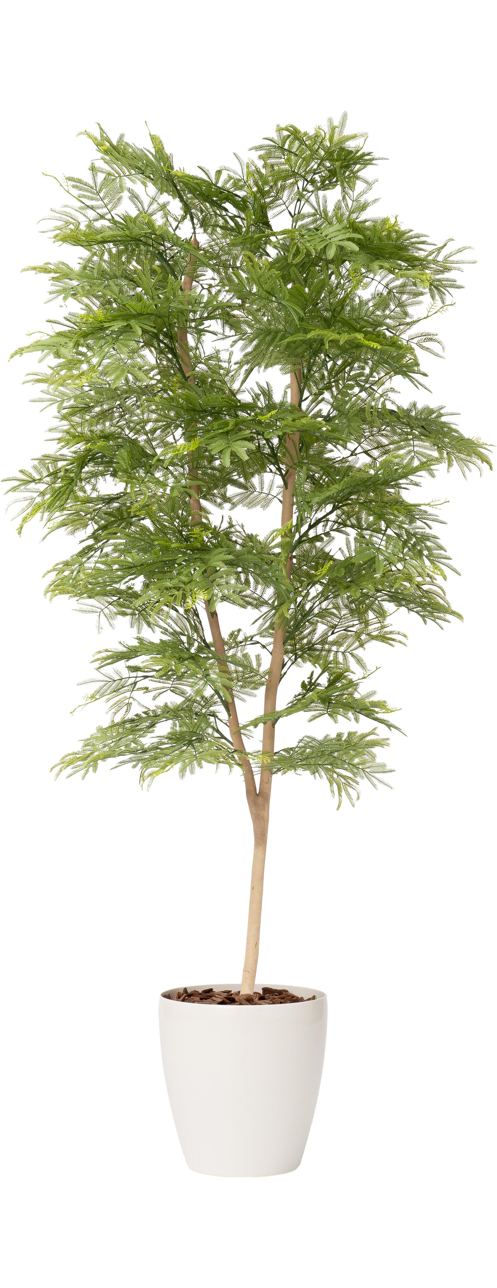 エバーフレッシュ１本立