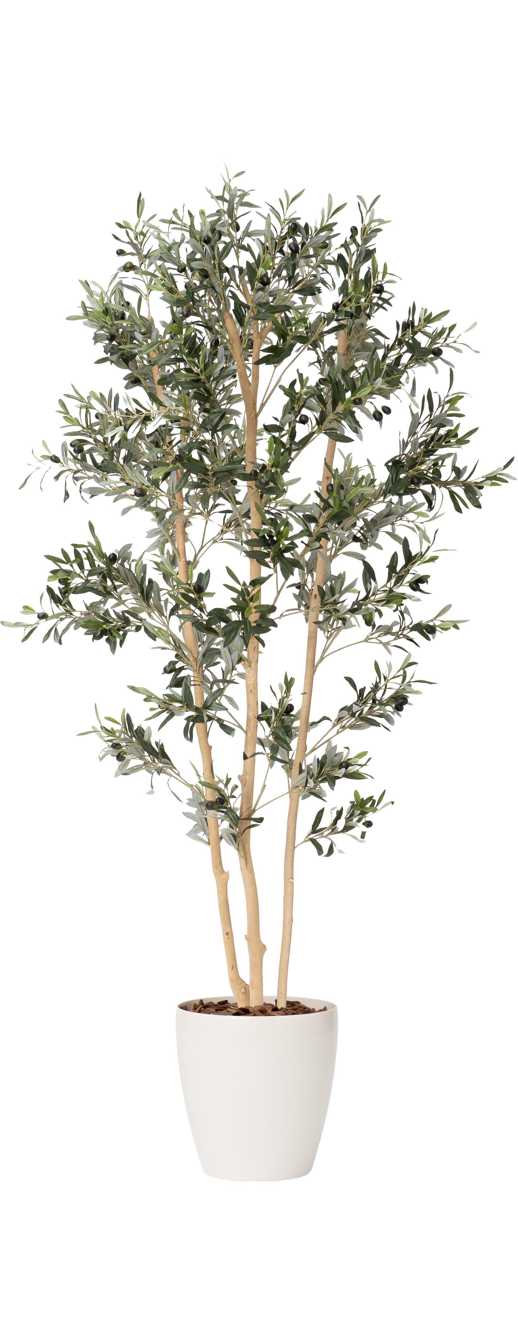 オリーブ３本立