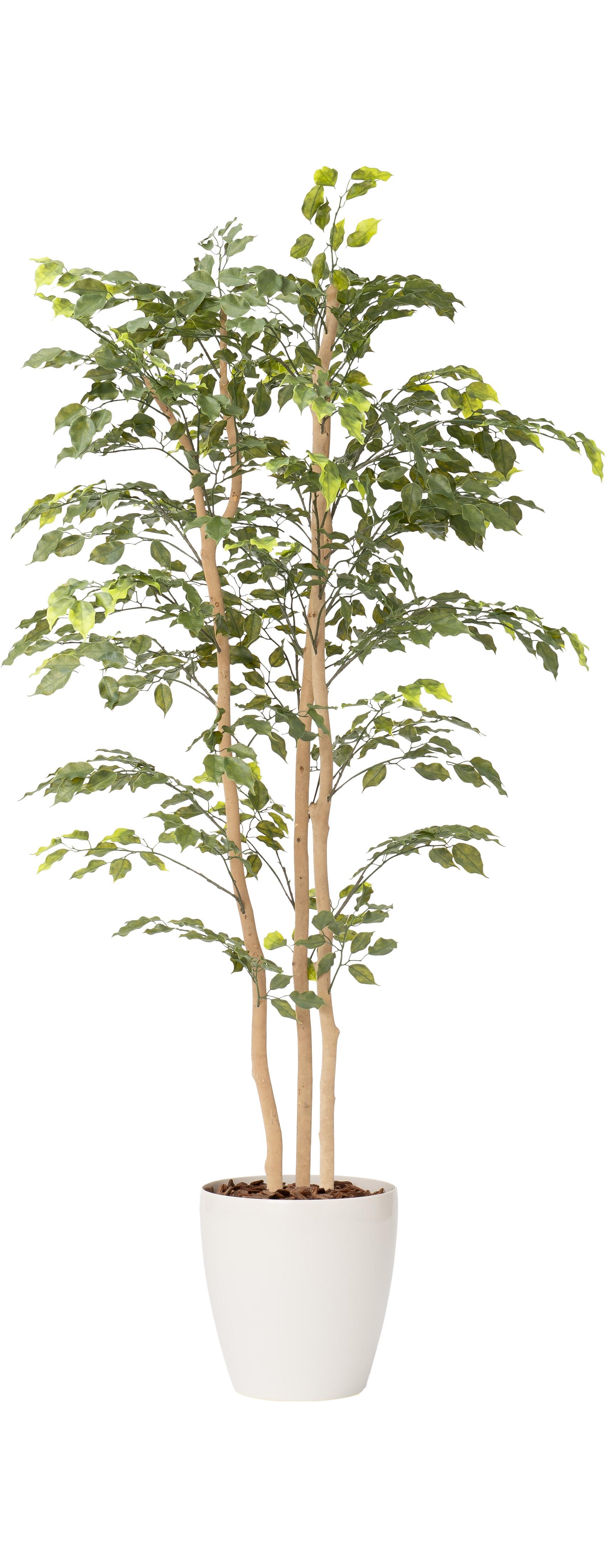 フィカス３本立