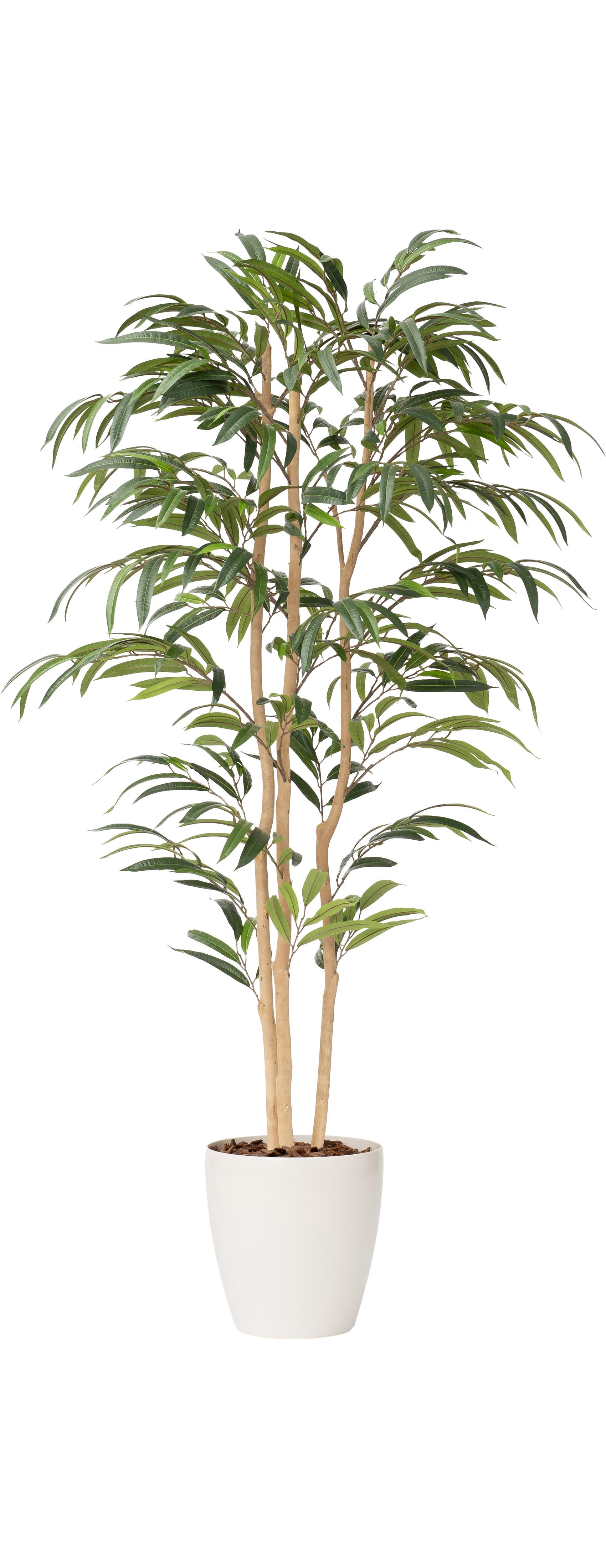 ショウナンゴム３本立