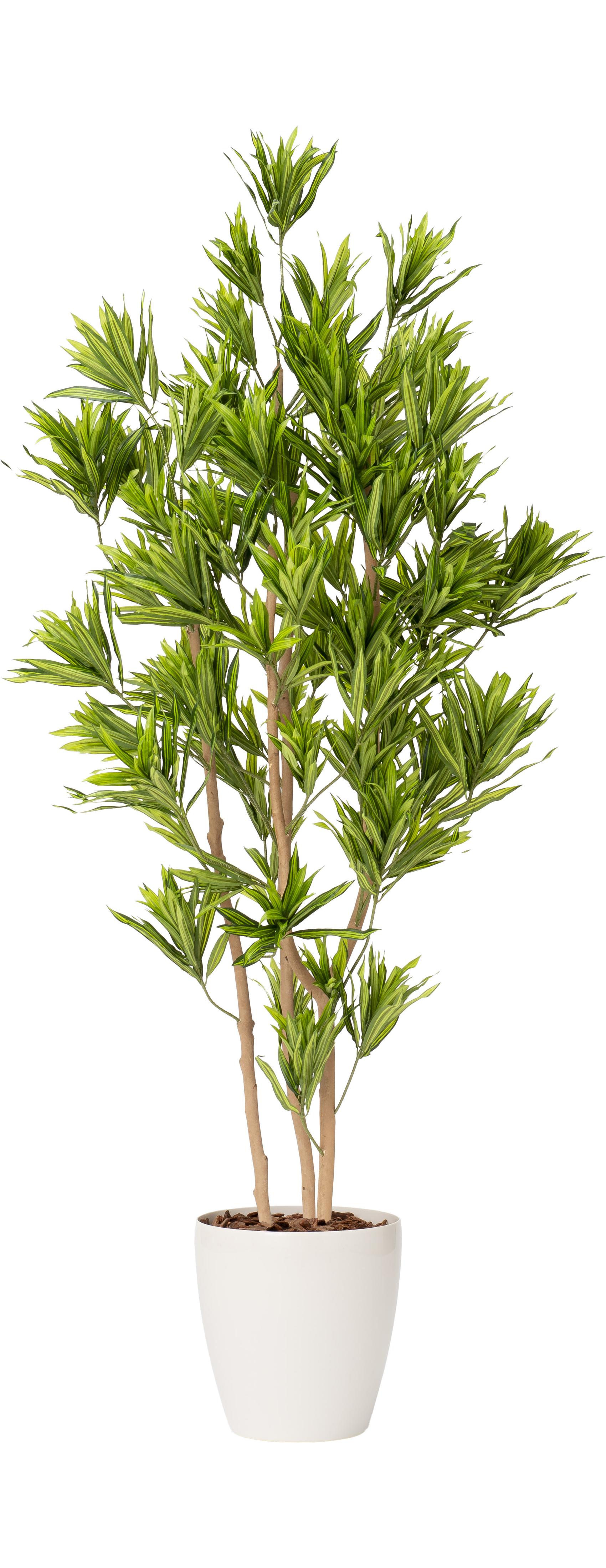 ソングオブジャマイカ３本立