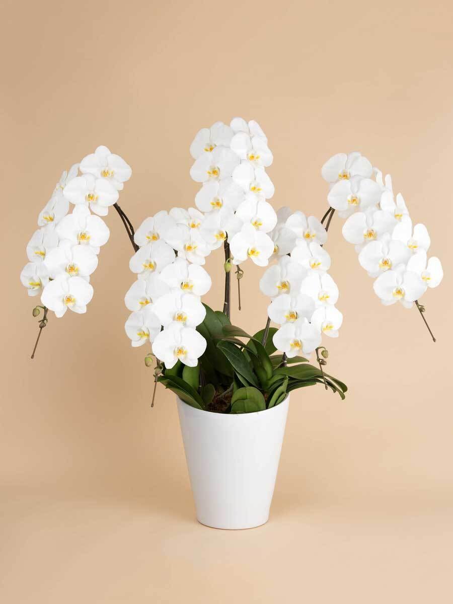 胡蝶蘭プレミアム(ホワイト大輪5本、50輪保証）