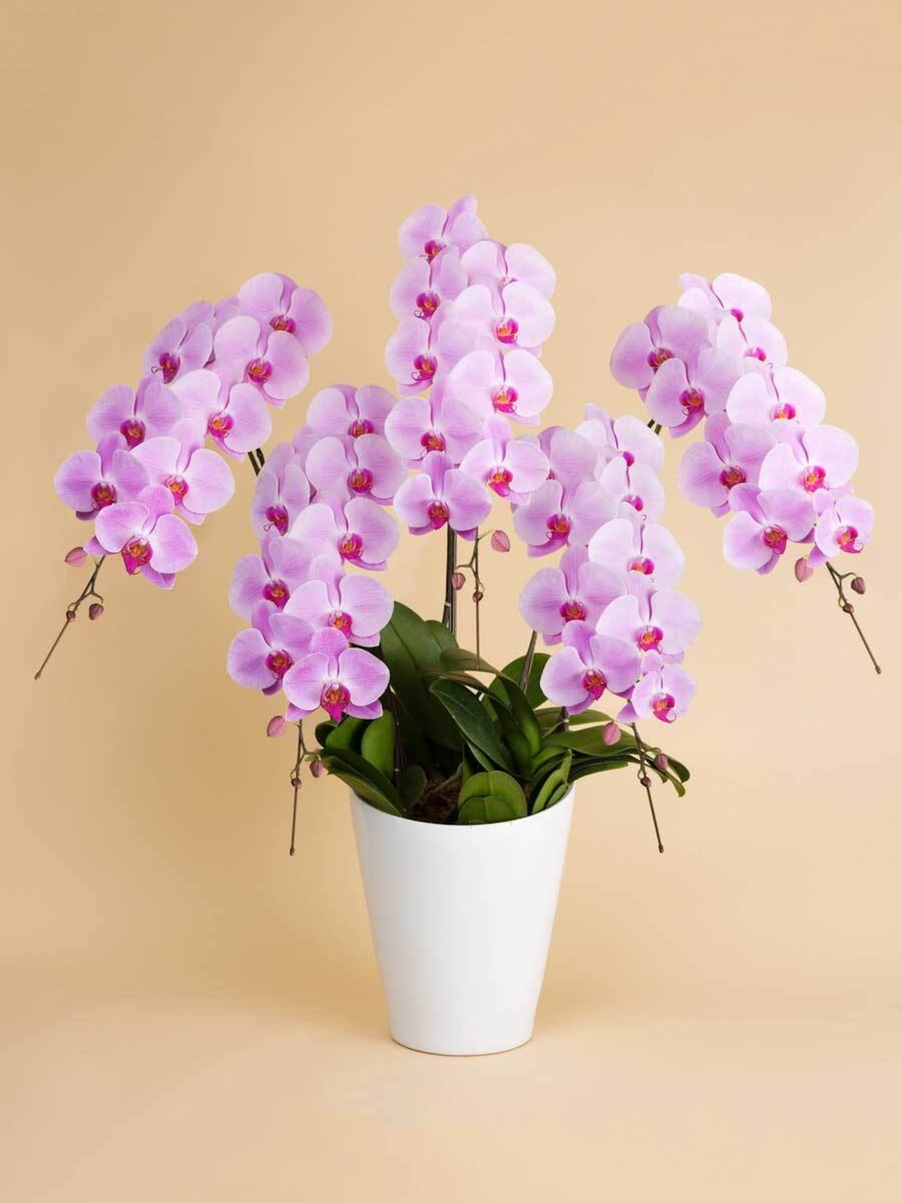 胡蝶蘭プレミアム(ピンク大輪5本、50輪保証）