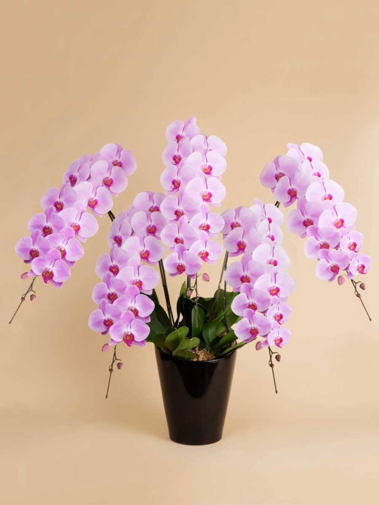 胡蝶蘭ラグジュアリー(ピンク大輪5本、60輪保証）