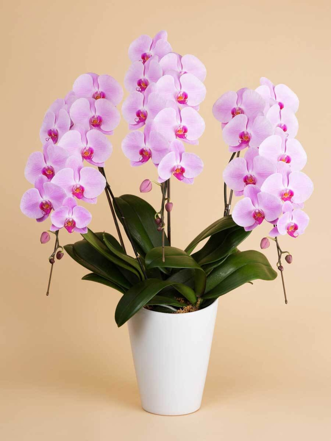 胡蝶蘭ベーシック(ピンク大輪3本、30輪保証）