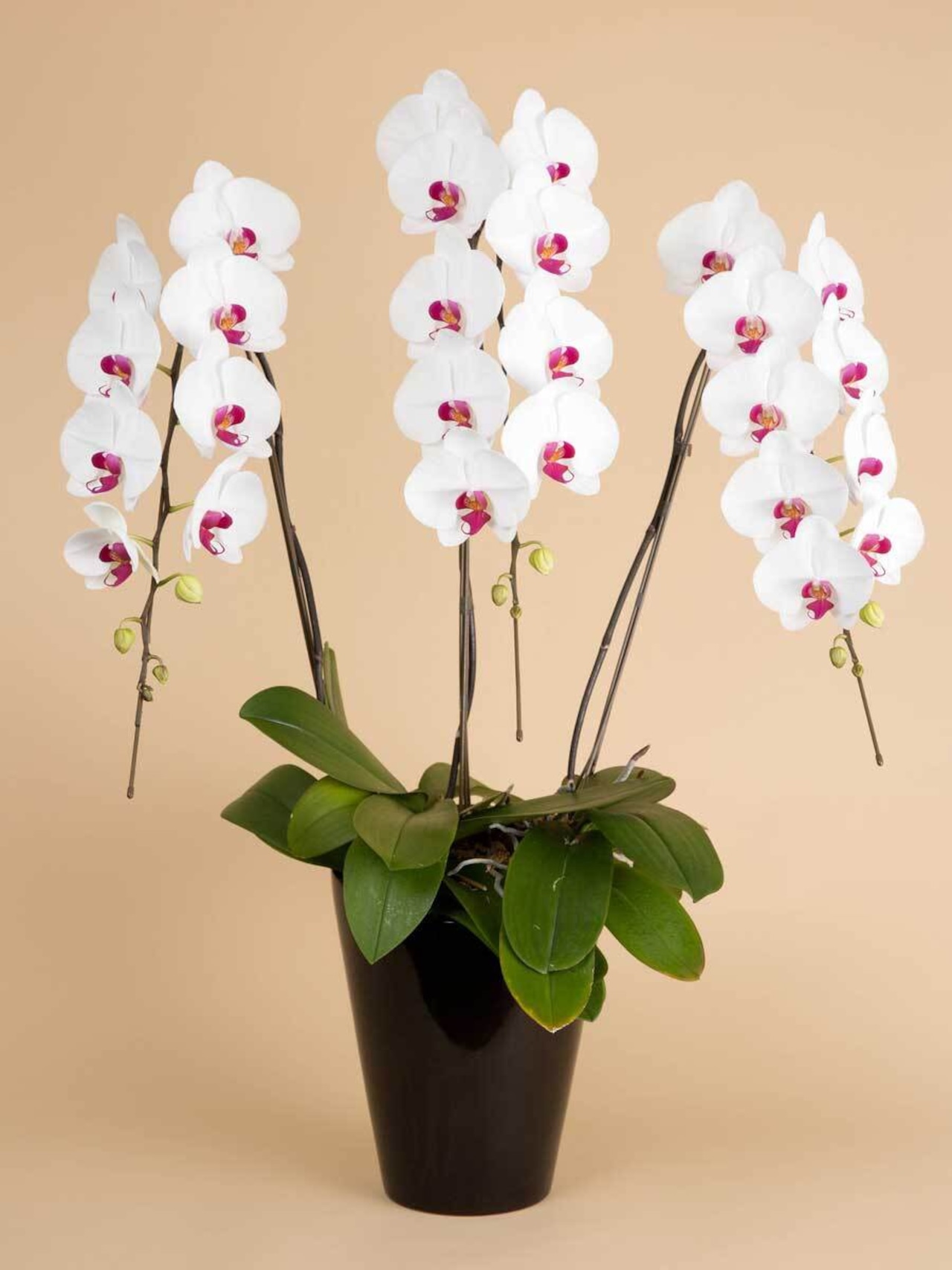 胡蝶蘭ベーシック(赤リップ大輪3本、30輪保証）