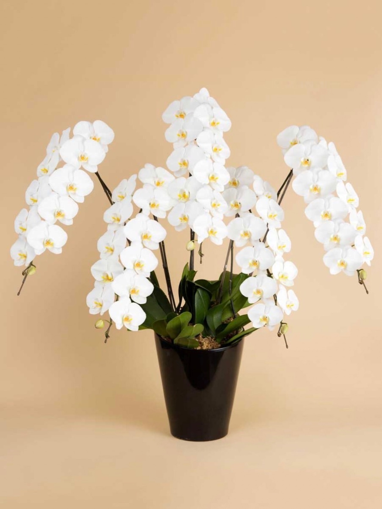 胡蝶蘭ラグジュアリー(ホワイト大輪5本、60輪保証）