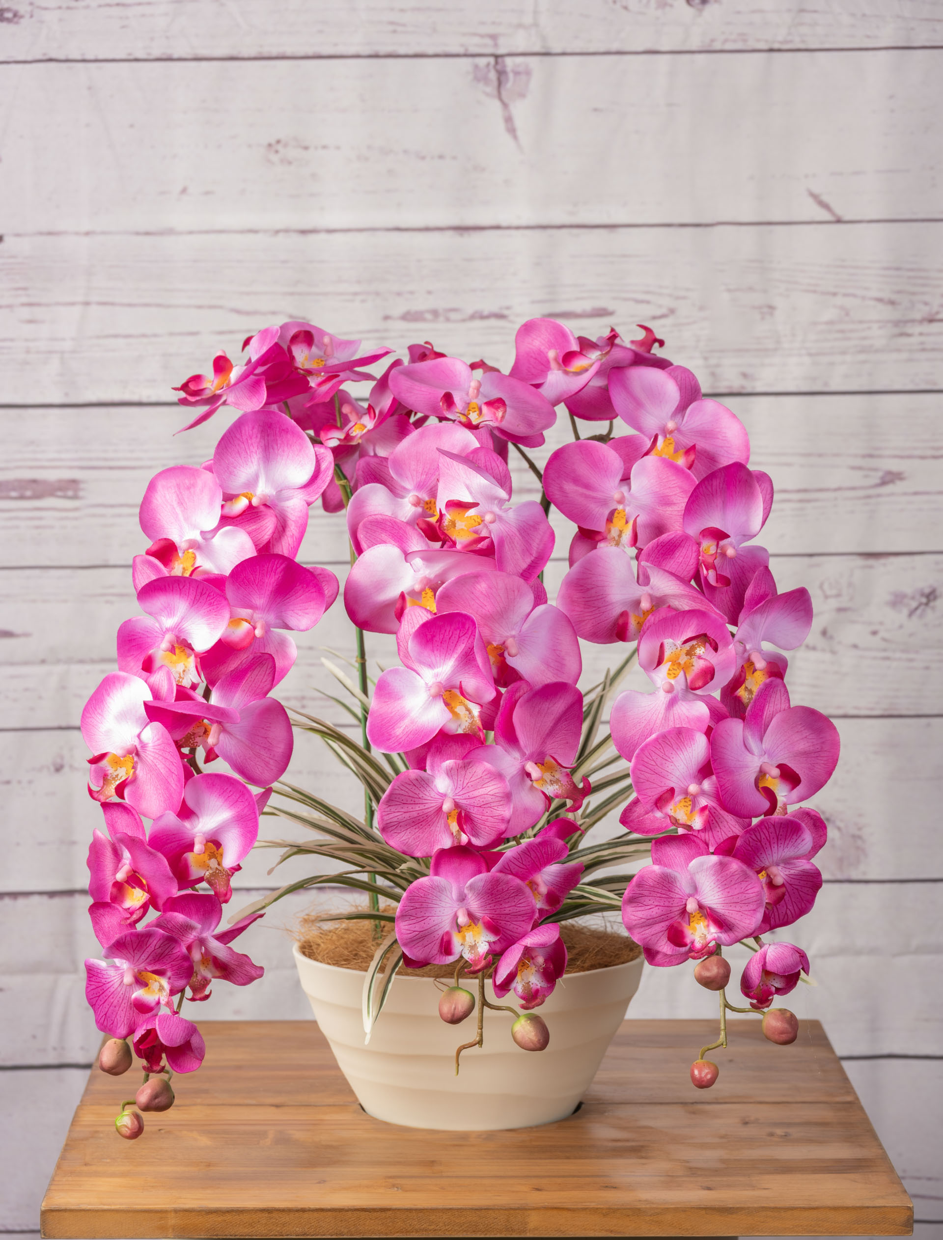 胡蝶蘭3本立 D/L