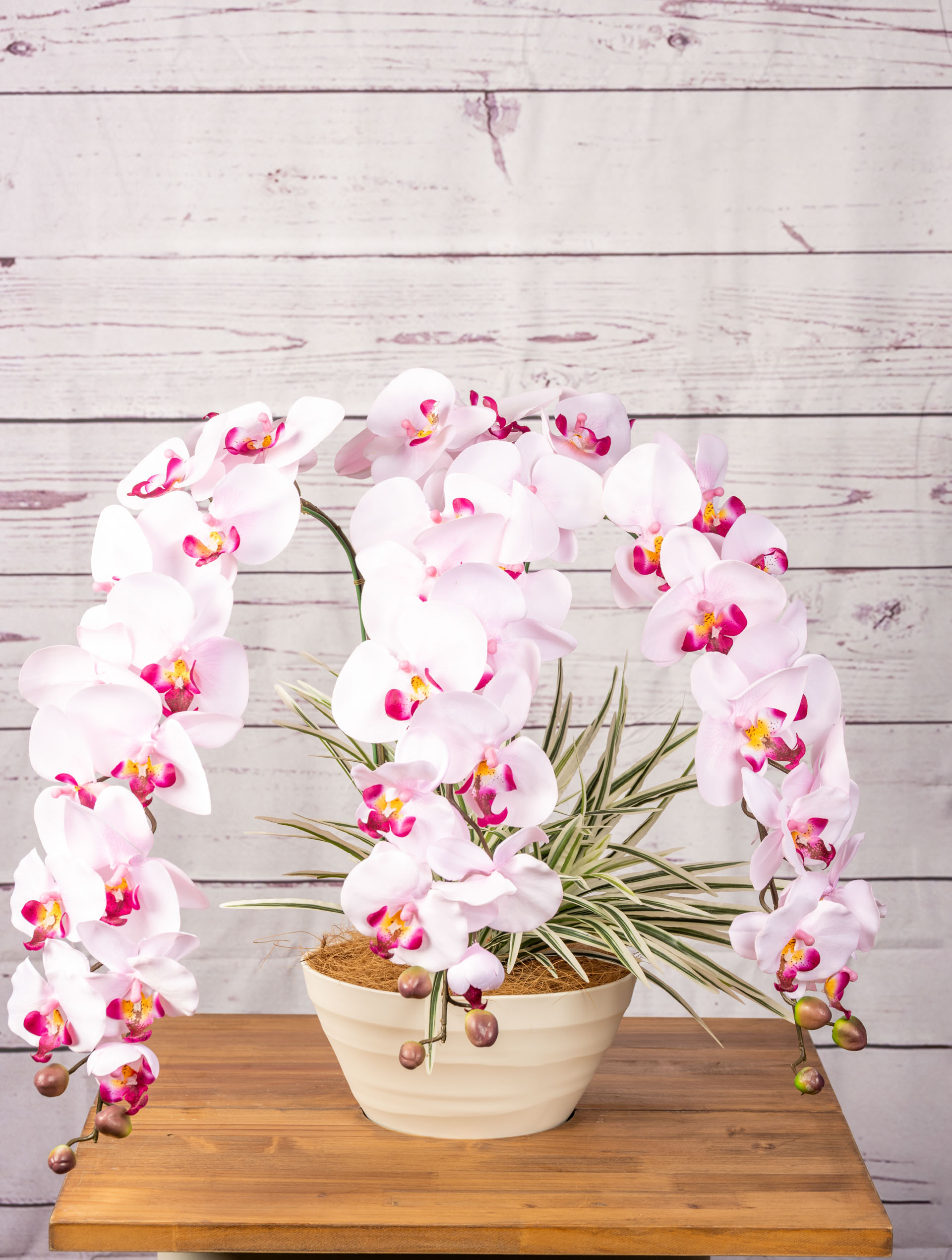 胡蝶蘭3本立 LAV