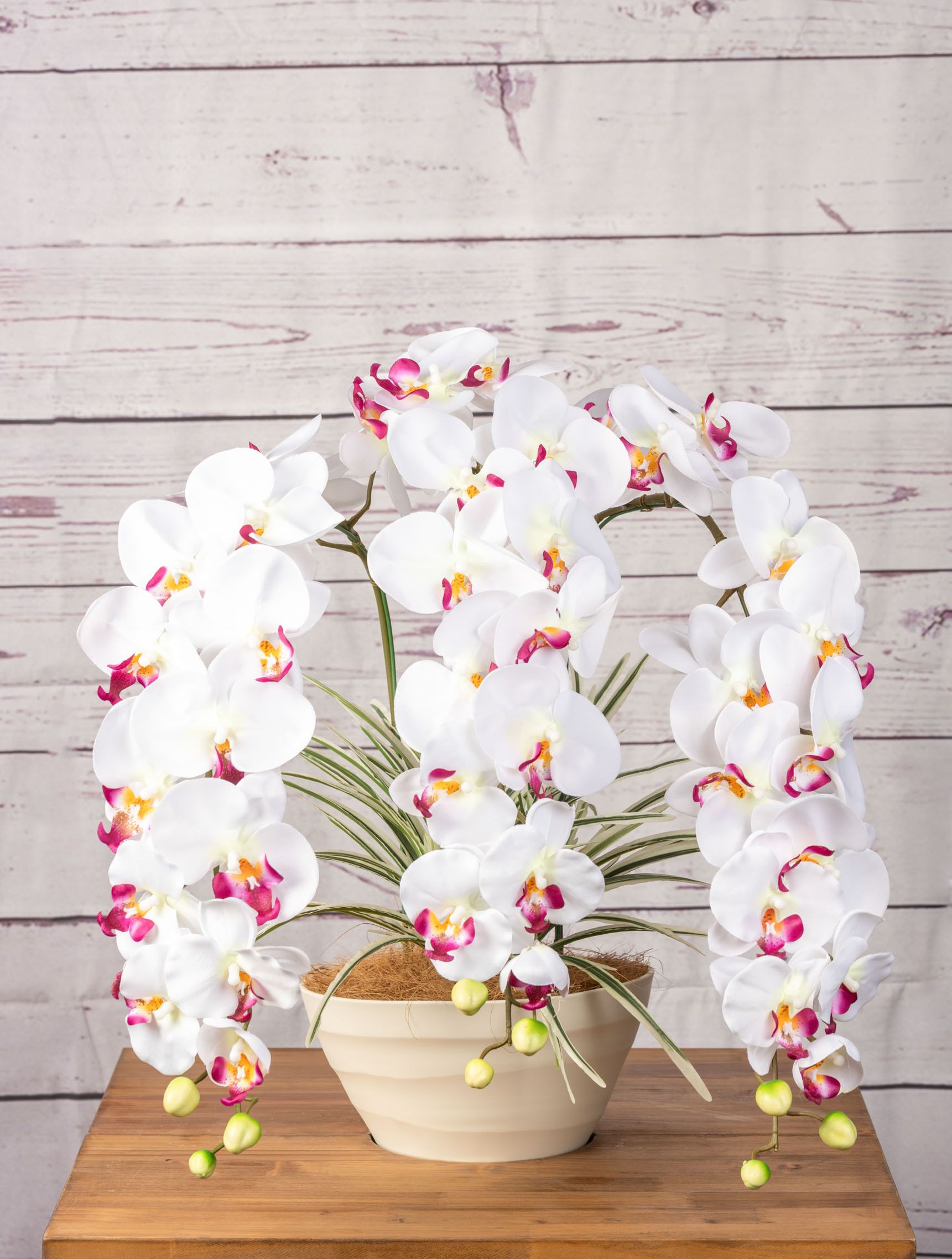 胡蝶蘭3本立 L/W