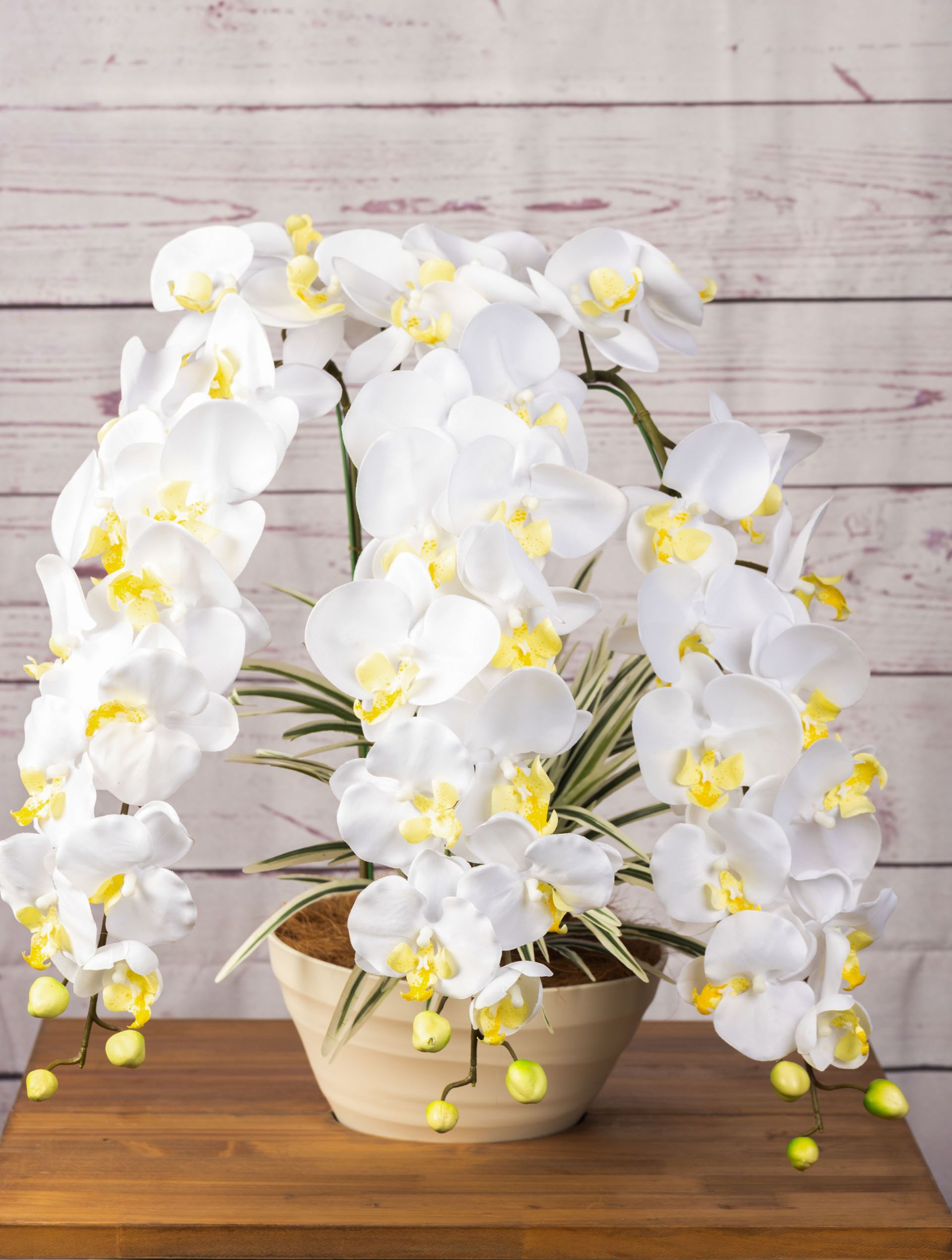 胡蝶蘭3本立 W/Y